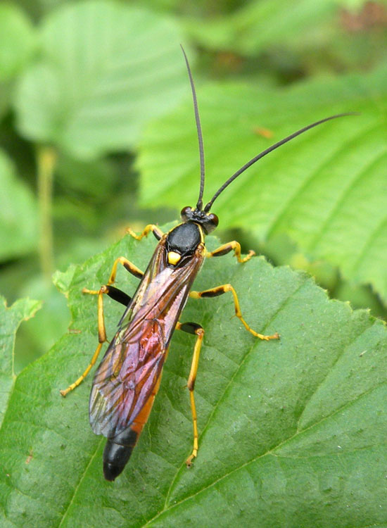 Mi ricorda Therion circumflexum... Diphyus gradatorius